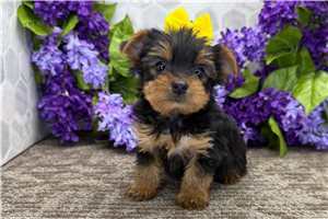 Missy - Yorkshire Terrier - Yorkie for sale