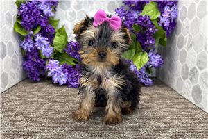 Natalie - Yorkshire Terrier - Yorkie for sale