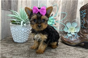Fairy - puppy for sale
