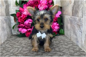 Oliver - Yorkshire Terrier - Yorkie for sale