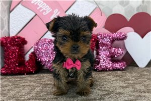 Ethan - Yorkshire Terrier - Yorkie for sale