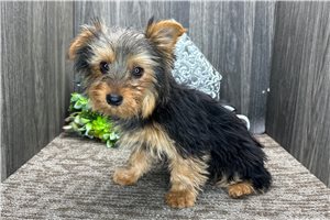 Cyprus - Yorkshire Terrier - Yorkie for sale