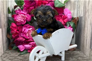 Nicolas - Yorkshire Terrier - Yorkie for sale