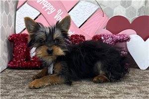 Caleb - Yorkshire Terrier - Yorkie for sale