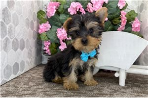 Landon - Yorkshire Terrier - Yorkie for sale