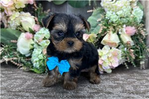 Percy - Yorkshire Terrier - Yorkie for sale