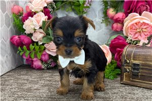 Orlando - puppy for sale