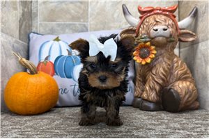Greta - Yorkie for sale