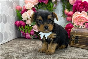 Oliver - Yorkshire Terrier - Yorkie for sale