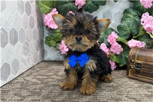 Levi - Yorkshire Terrier - Yorkie for sale