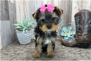 Cecilia - Yorkshire Terrier - Yorkie for sale