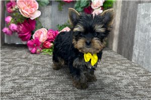 Pirate - Yorkshire Terrier - Yorkie for sale