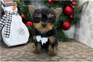 Soul - puppy for sale