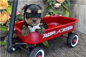 Pirate - puppy for sale
