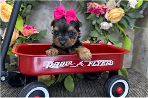 Poppy - Yorkshire Terrier - Yorkie for sale