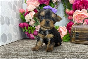 Natalie - puppy for sale