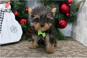 Ricky - Yorkshire Terrier - Yorkie for sale