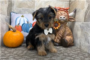 Victor - Yorkshire Terrier - Yorkie for sale