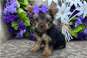 Vanna - Yorkshire Terrier - Yorkie for sale