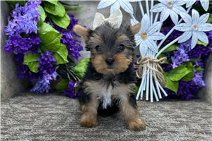 Francesca - puppy for sale