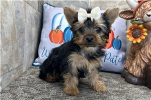 Vanna - Yorkie for sale