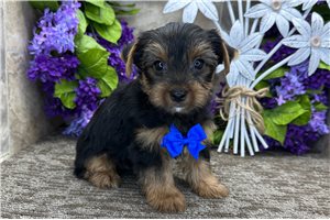 Victor - Yorkie for sale