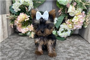 Nova - Yorkshire Terrier - Yorkie for sale