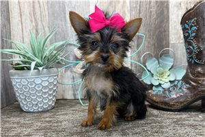 Claire - Yorkshire Terrier - Yorkie for sale