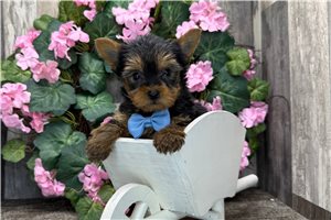 Matthew - Yorkshire Terrier - Yorkie for sale