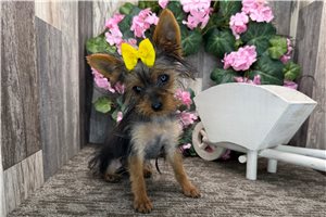Catalina - Yorkshire Terrier - Yorkie for sale