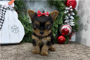 Trixie - puppy for sale