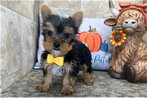 Forrest - Yorkie for sale