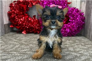 Cora - puppy for sale