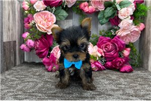 Stuart - Yorkshire Terrier - Yorkie for sale