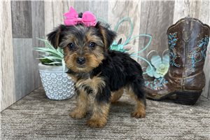 Gianna - Yorkshire Terrier - Yorkie for sale
