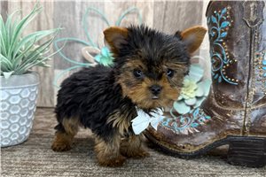 Ethan - Yorkshire Terrier - Yorkie for sale