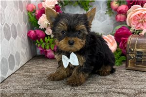 Matthew - Yorkshire Terrier - Yorkie for sale