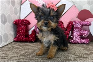 Claire - puppy for sale