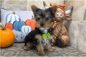 Forrest - Yorkie for sale