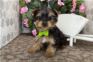Leonardo - Yorkshire Terrier - Yorkie for sale