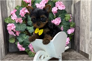 Michael - Yorkshire Terrier - Yorkie for sale