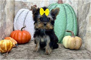 Celine - puppy for sale