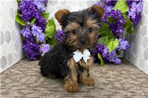 Nicolas - Yorkshire Terrier - Yorkie for sale