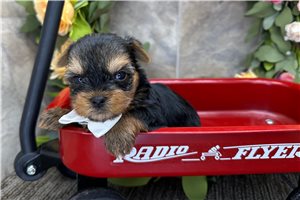 Percy - puppy for sale