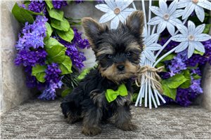 Pirate - Yorkie for sale