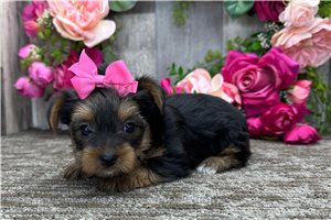 Vivian - puppy for sale