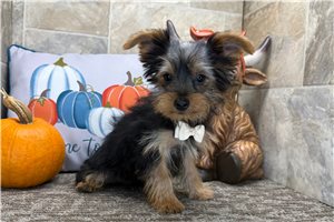 Orion - Yorkie for sale