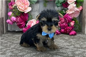 Reid - Yorkshire Terrier - Yorkie for sale