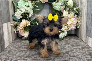 Missy - Yorkshire Terrier - Yorkie for sale