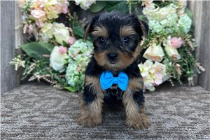 Otto - Yorkshire Terrier - Yorkie for sale